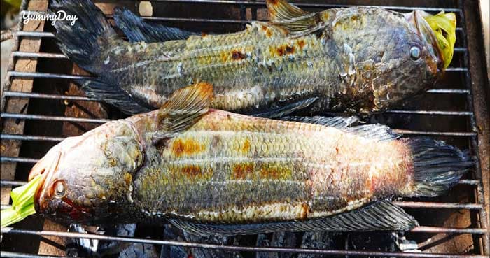 Cách làm món cá lóc nướng trui ngon chuẩn vị miền Tây